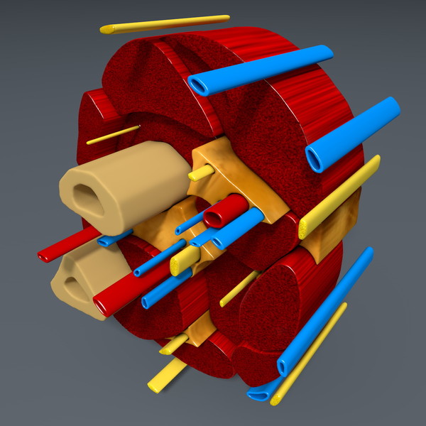3d model of cross section human forearm - Human forearm (anatomical correct cross section)... by scyrus